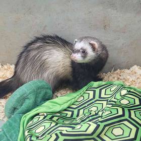 Marshall Ferret