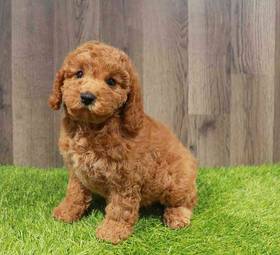 Cavapoo