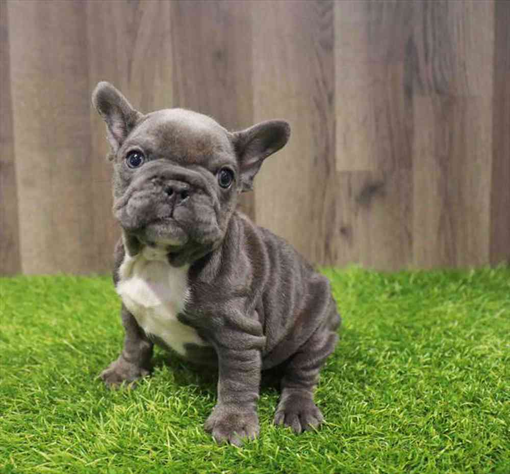 pet breed image