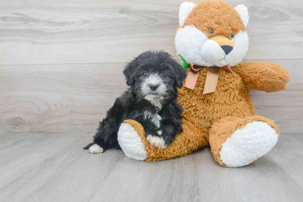Female, Mini Sheepadoodle, PV Pets