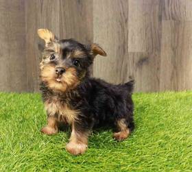 Silky Terrier