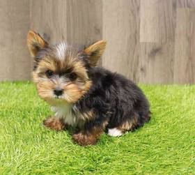 Yorkie