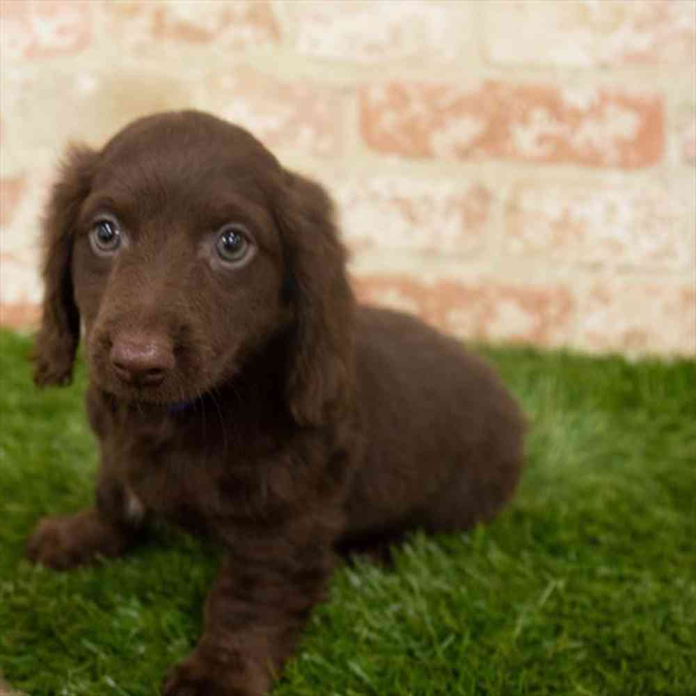 Male, Dachshund, PV Pets