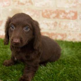 Dachshund