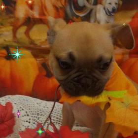 French Bulldog