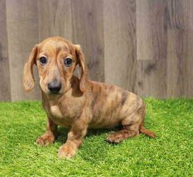Dachshund