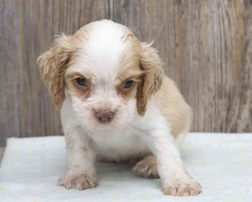 Male, Cocker Spaniel, PV Pets