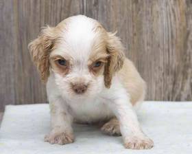 Cocker Spaniel