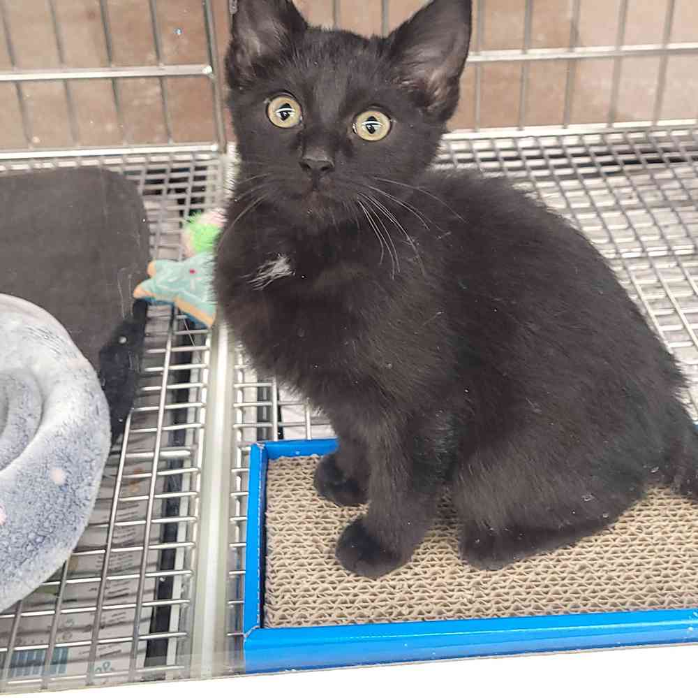 Domestic Short Hair