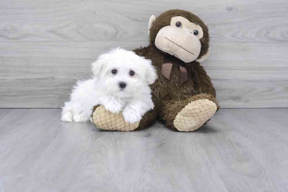 Male, Maltese, PV Pets