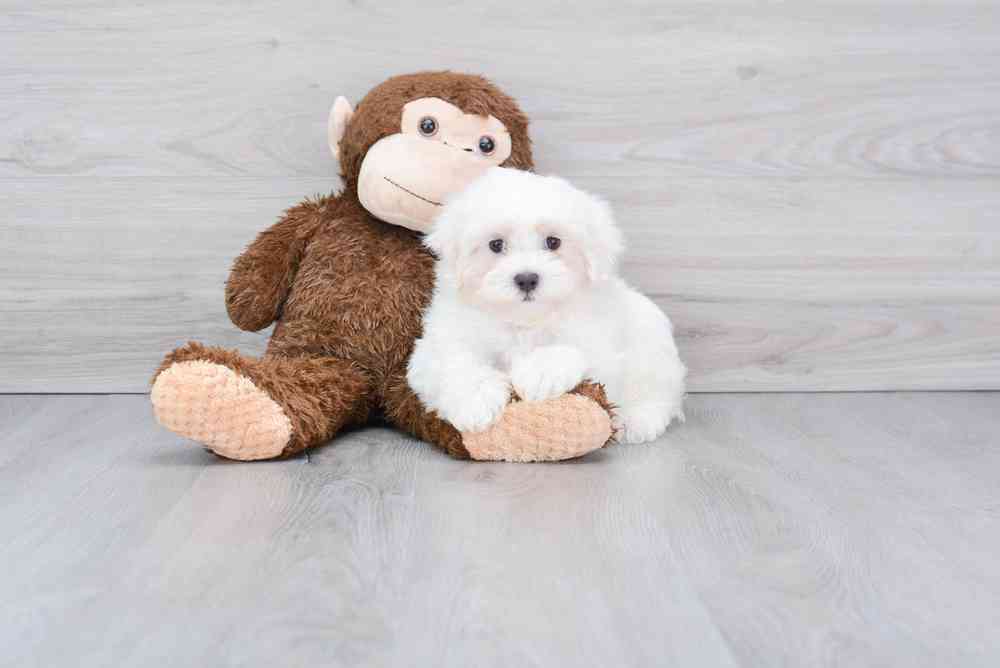Male, Maltese, PV Pets