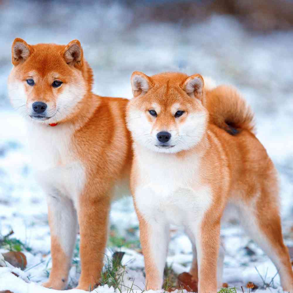 Shiba Inu