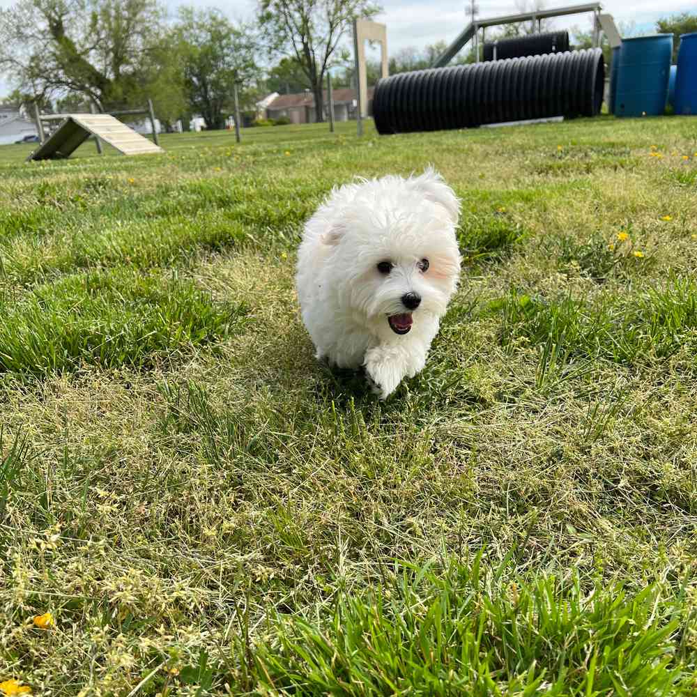 Male, Maltipoo, PV Pets