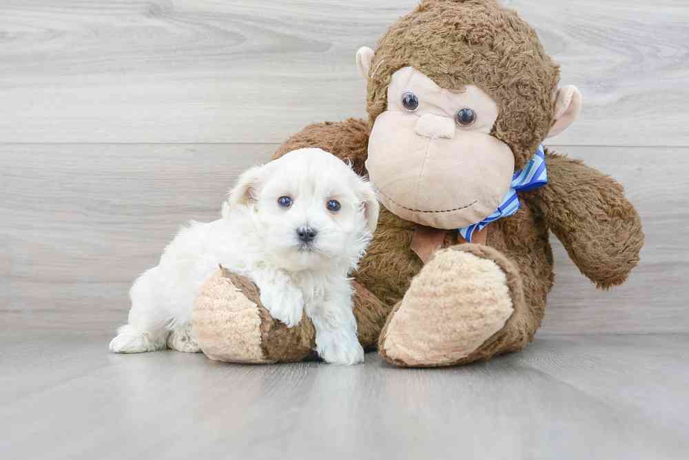 Male, Maltipoo, PV Pets
