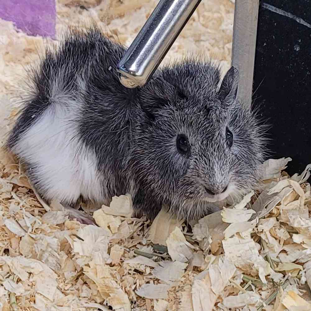 Abyssinian Guinea Pig