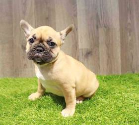 French Bulldog