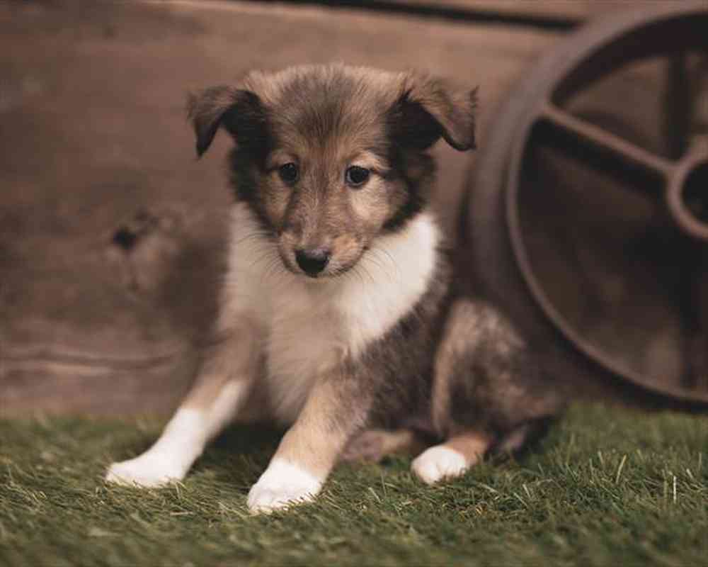 Female, Sheltie, PV Pets