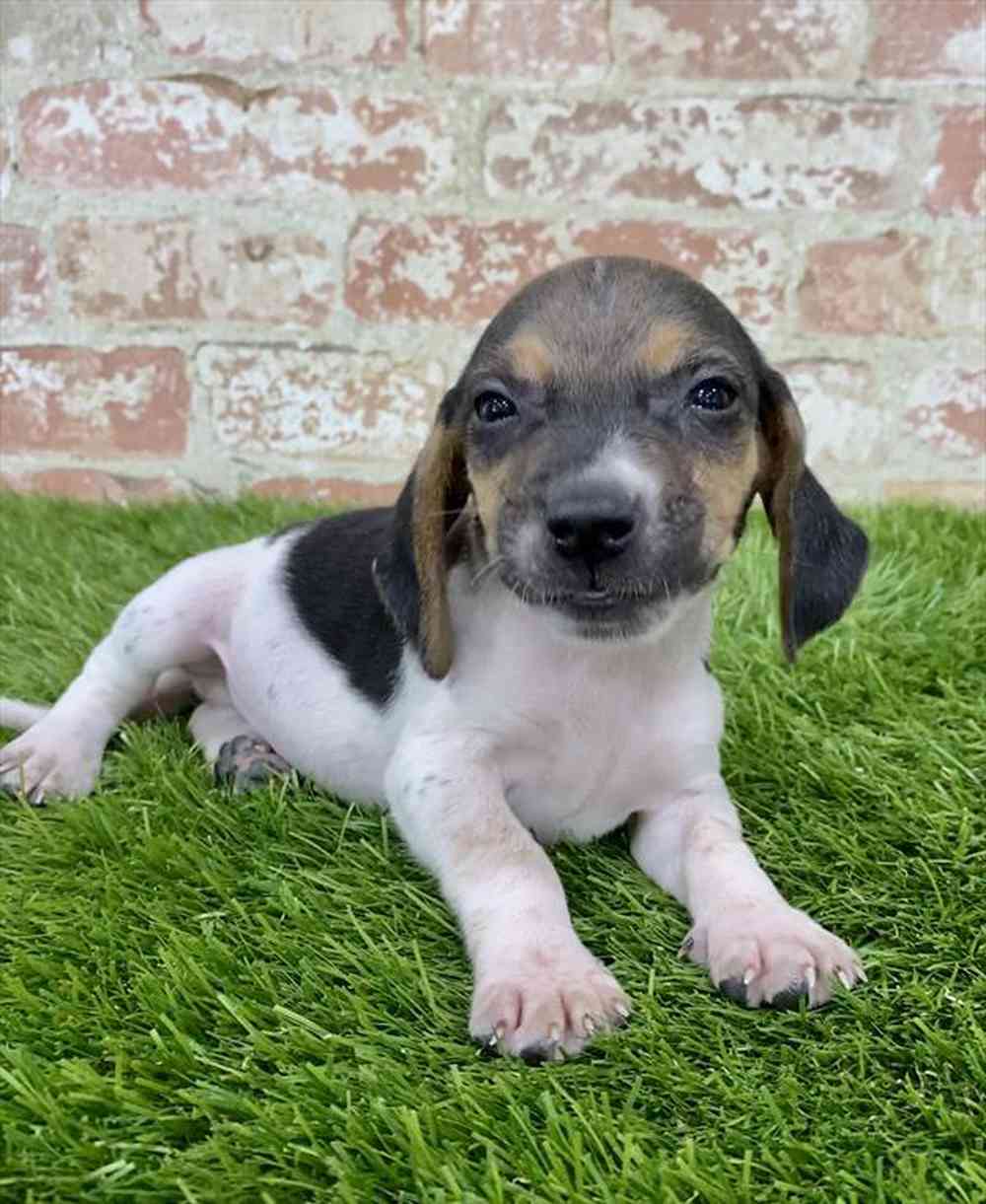 Male, Beagle, PV Pets