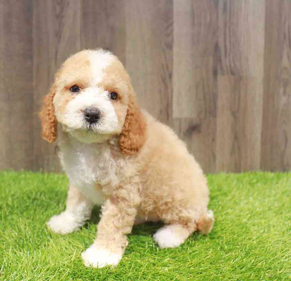 pet-img