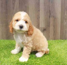 Cavachon