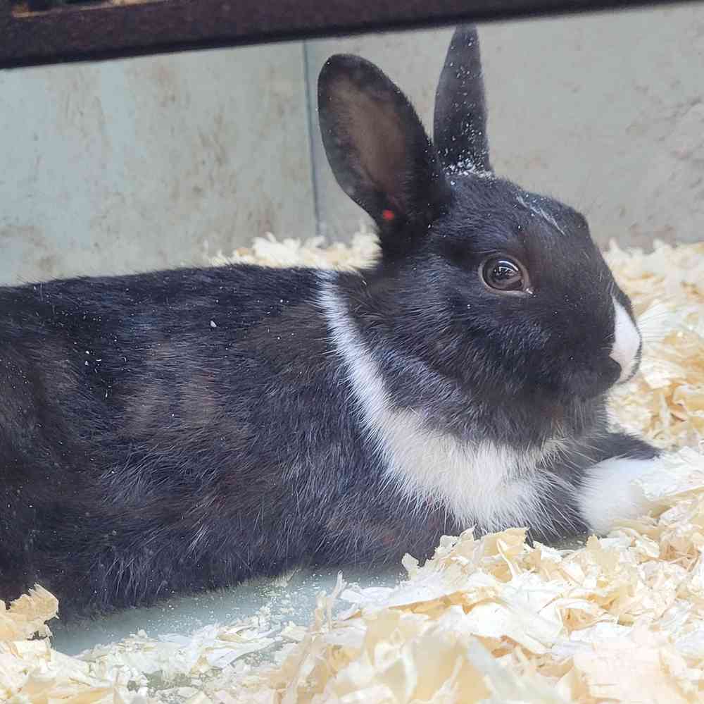 Dwarf Rabbit