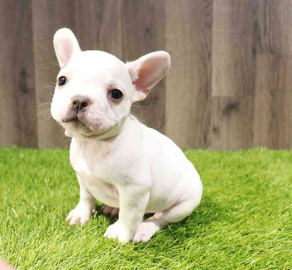 pet-img