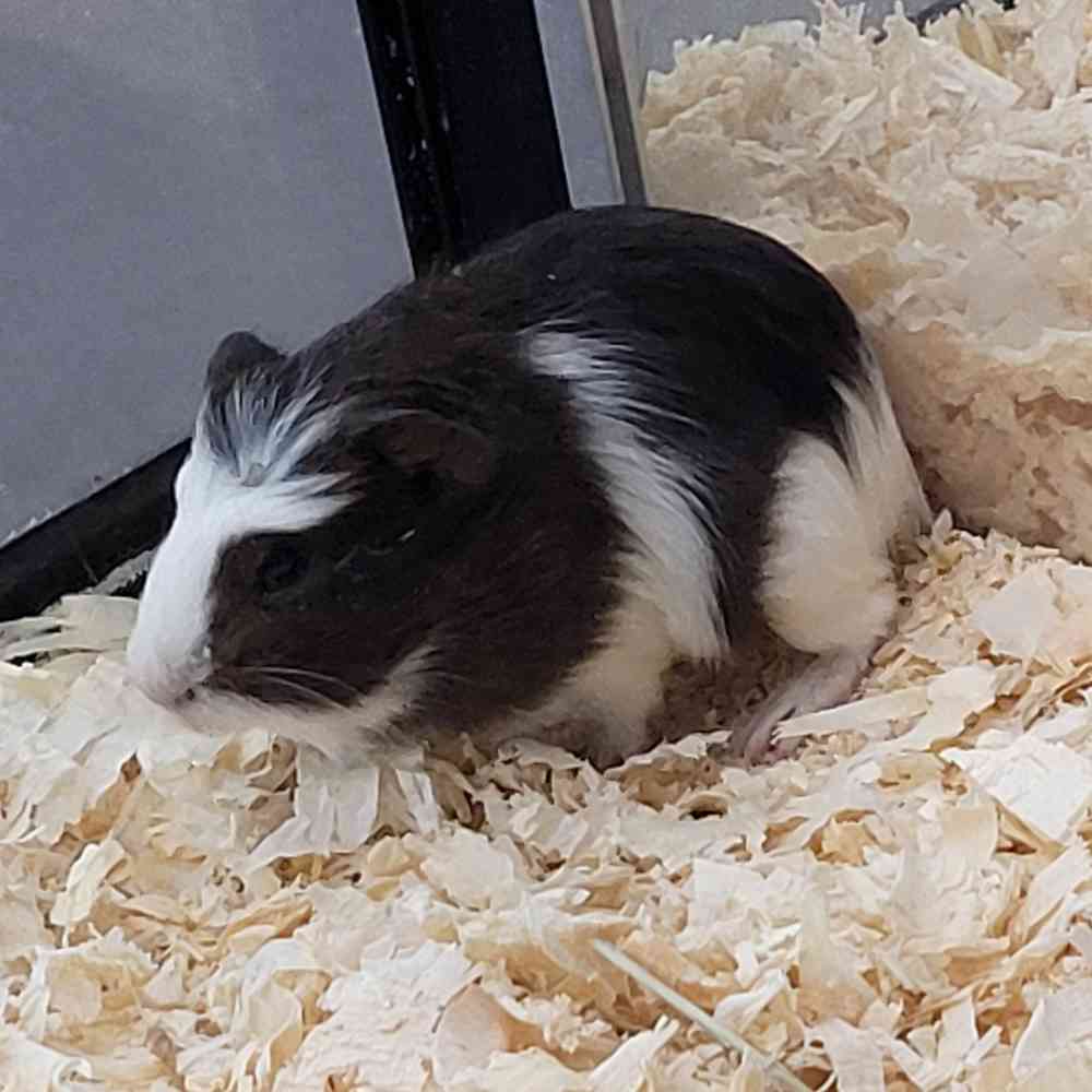 Guinea Pig