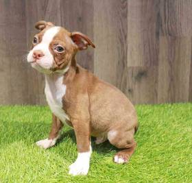 Boston Terrier