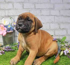 Bullmastiff