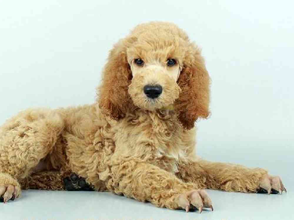 Male, Standard Poodle, PV Pets