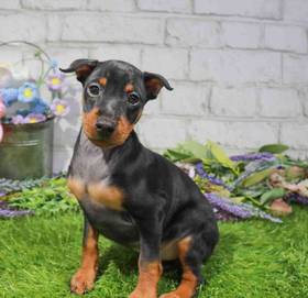 Min Pin