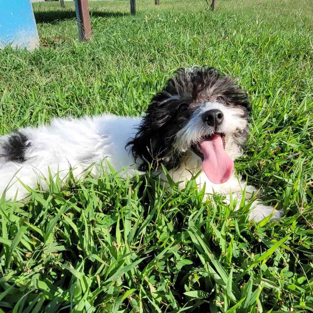 Male, Bichon-Poodle, PV Pets