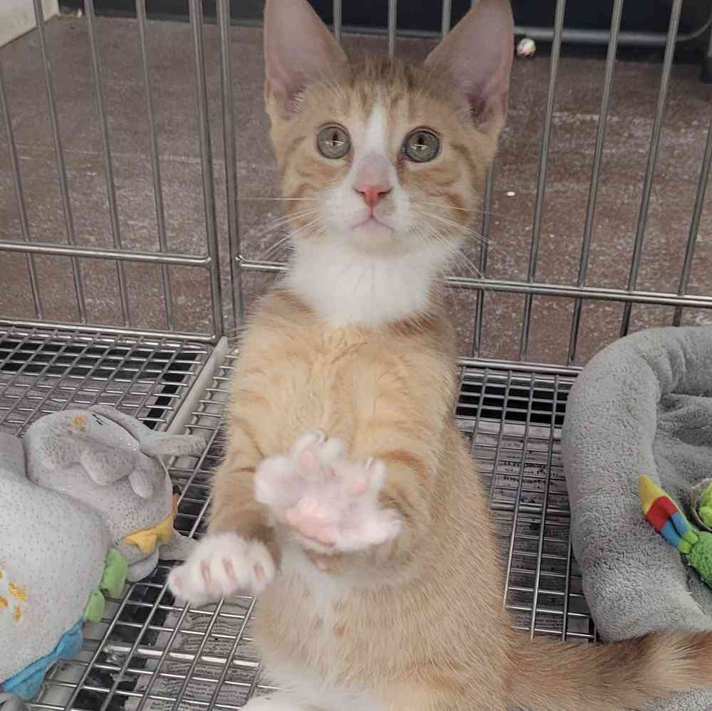 Domestic Short Hair