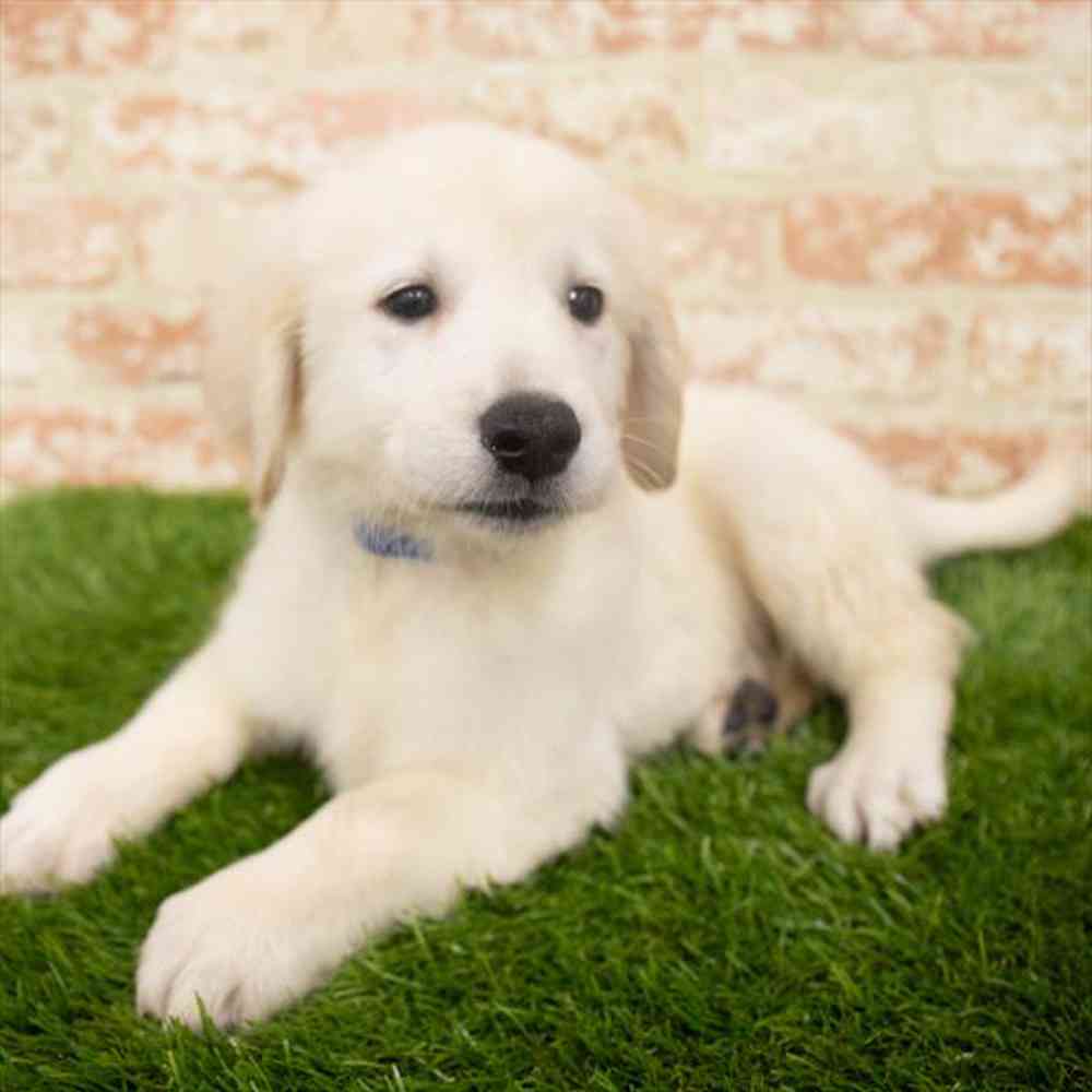 Male, Golden Retriever, PV Pets