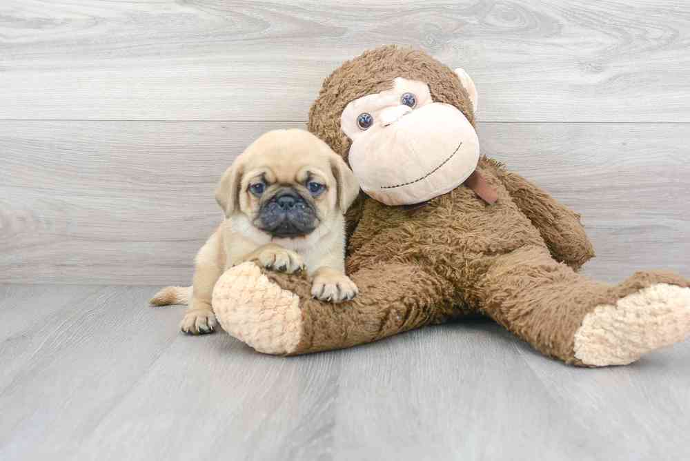 Male, Pug, PV Pets