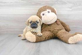 Pug