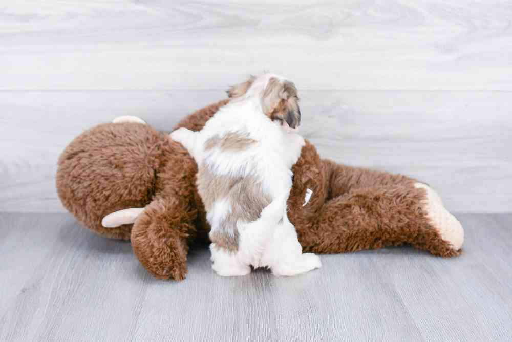 Puppy