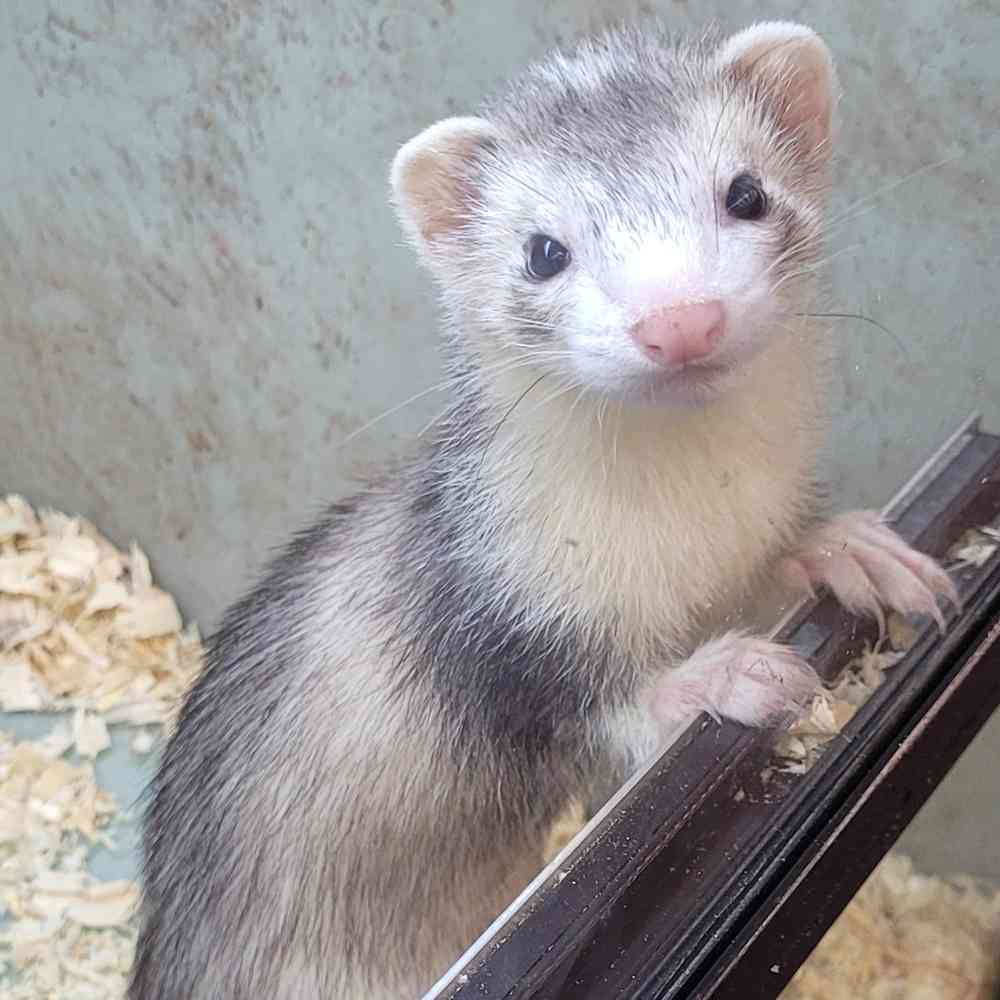 Marshall Ferret