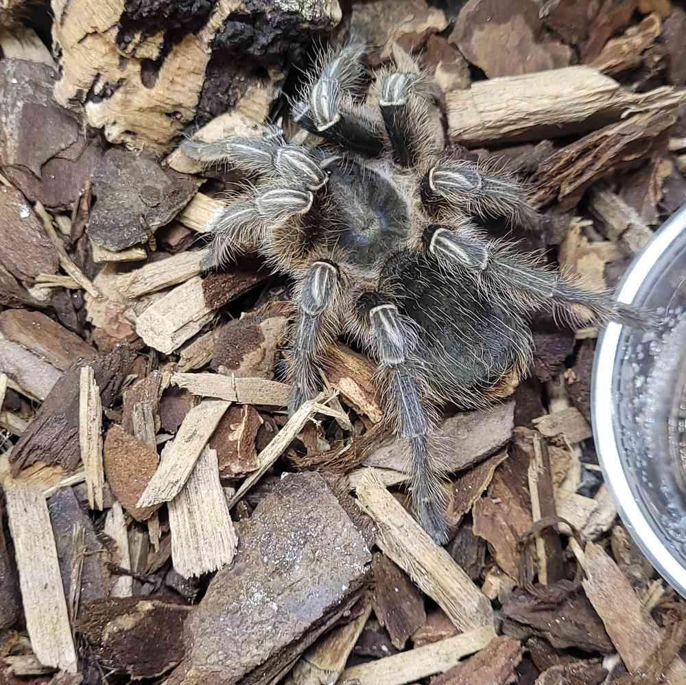 Stripe Knee Tarantula