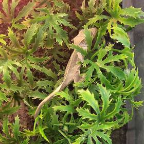 Crested Gecko