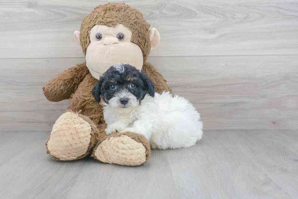 Male, Bichon-Poodle, PV Pets
