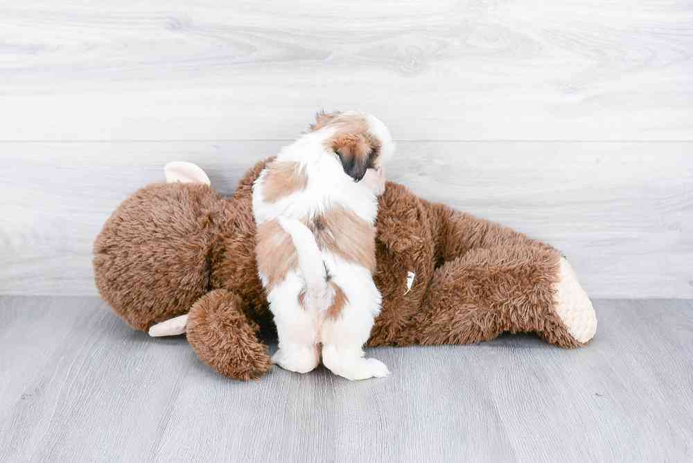 Female, Teddy Bear, PV Pets