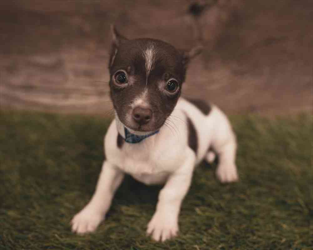 Male, Chiweenie, PV Pets