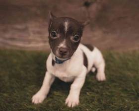 Chiweenie