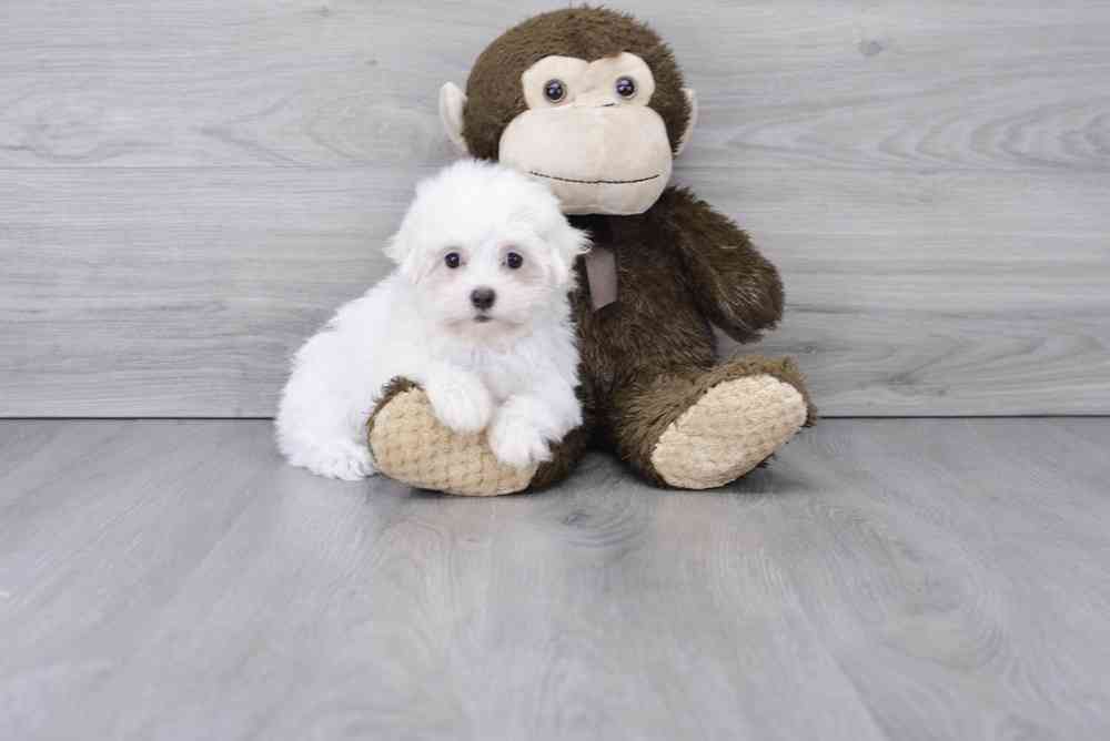 Female, Maltese, PV Pets