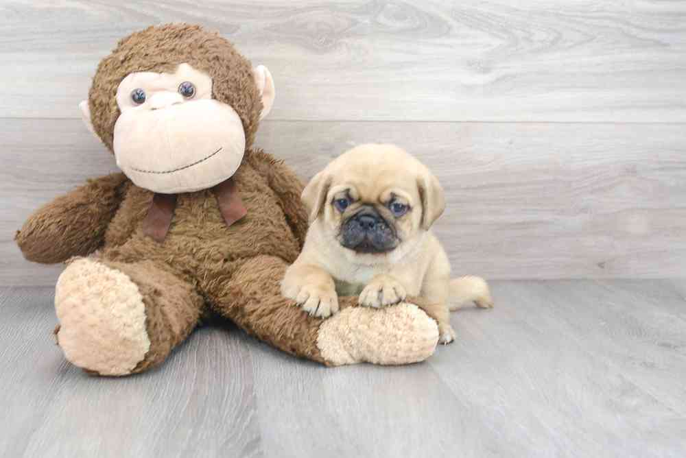 Male, Pug, PV Pets