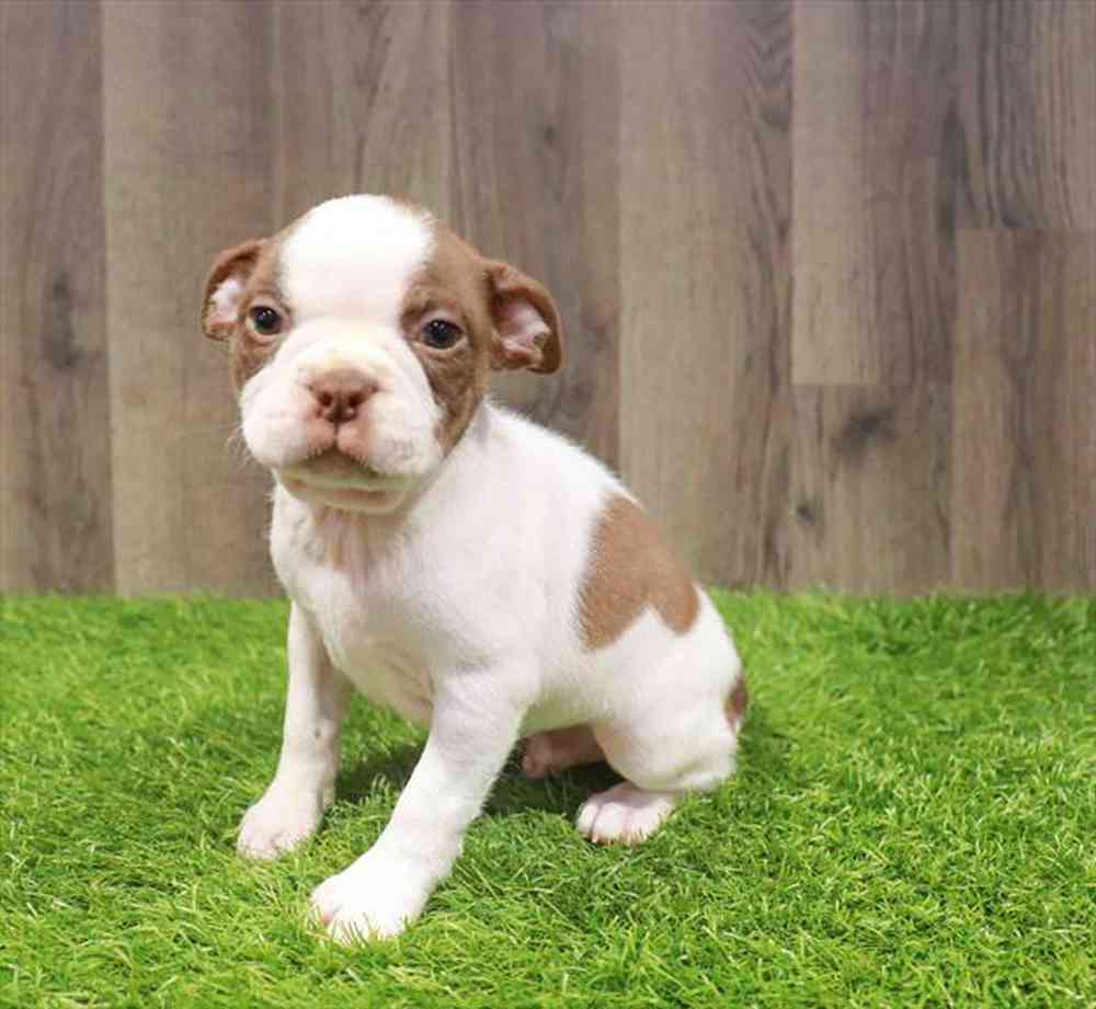 pet-img
