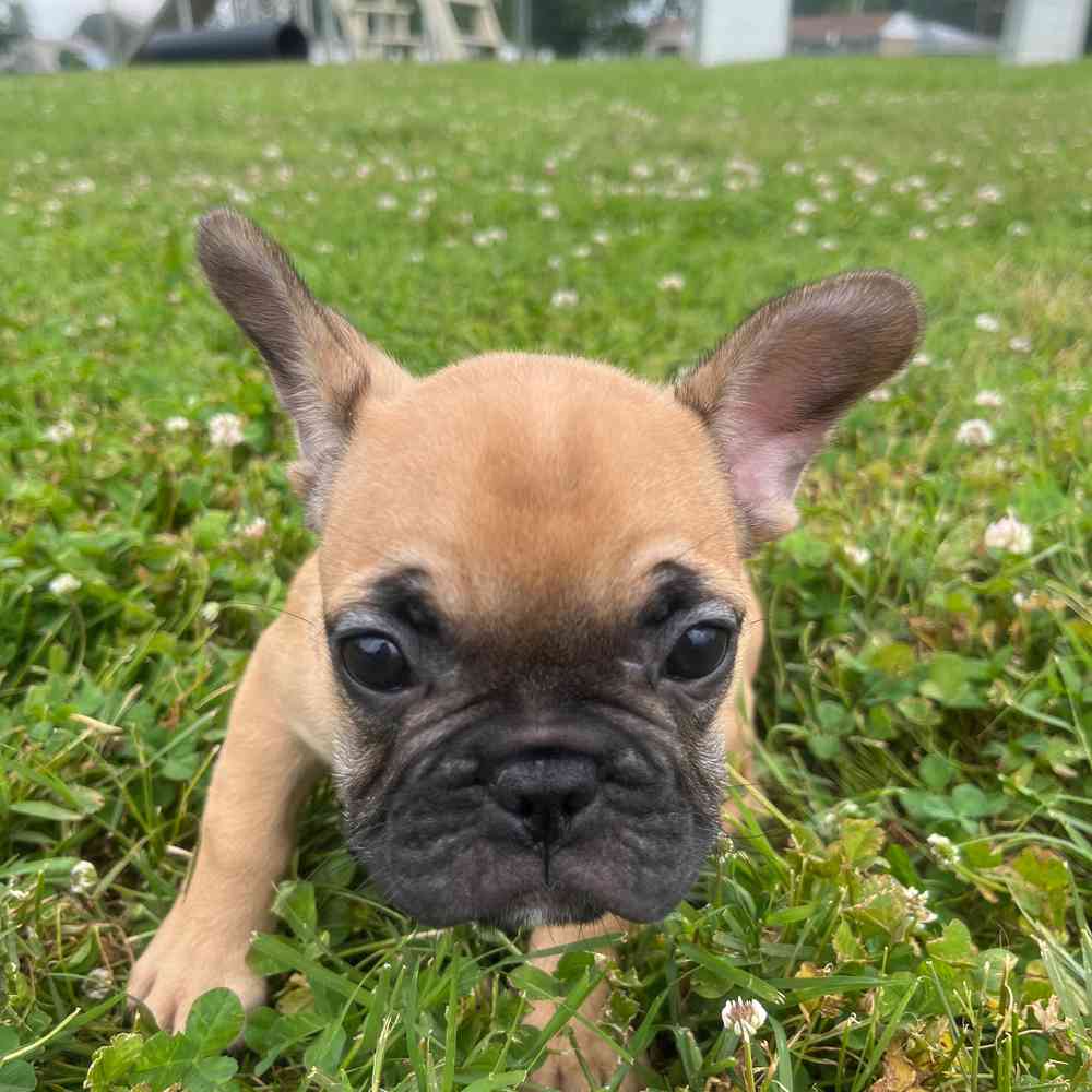 Male, French Bulldog, PV Pets