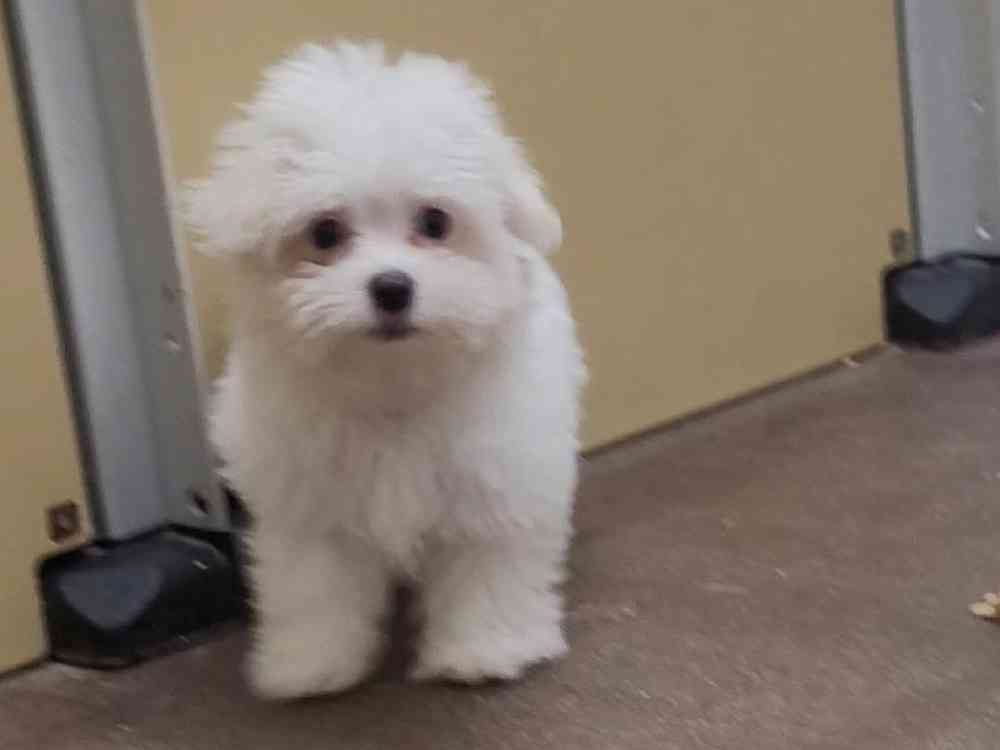 Female, Maltese, PV Pets