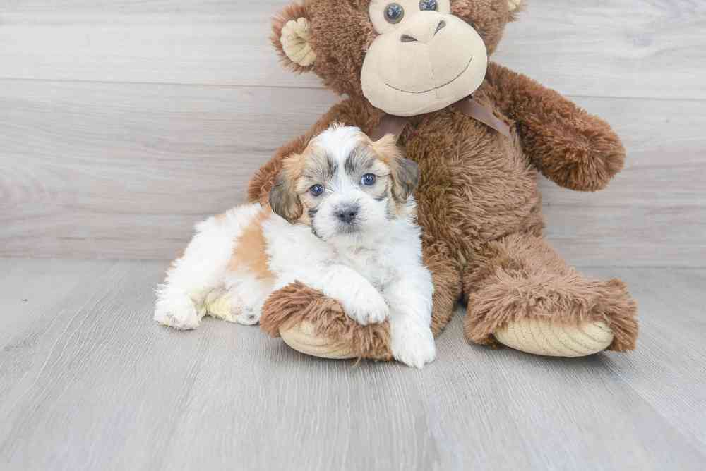 Male, Teddy Bear, PV Pets